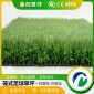防滑防水人造假草皮仿真地毯50mm加密加高人造草坪足球场PE双色草